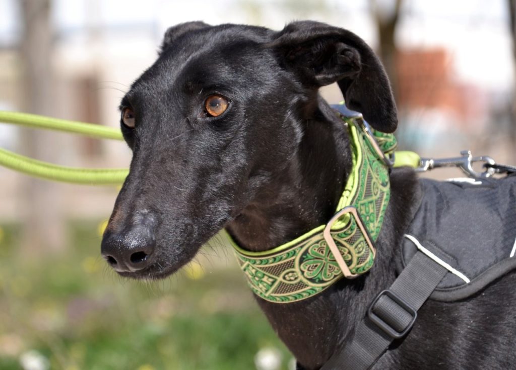 Photo de HERMES, un lévrier en attente d adoption