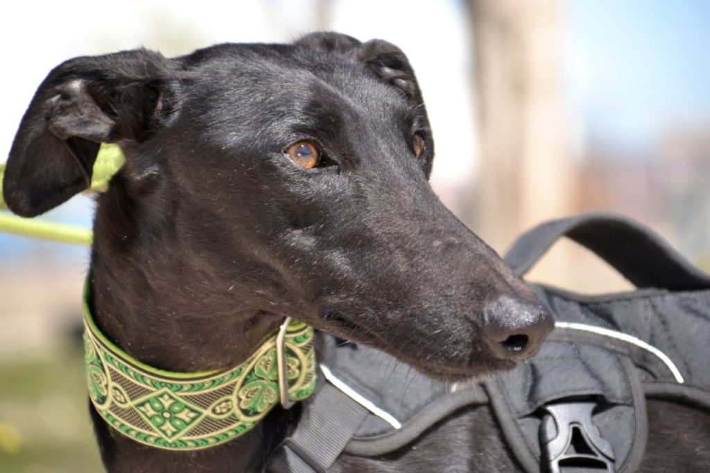 Photo de HERMES, un lévrier en attente d adoption