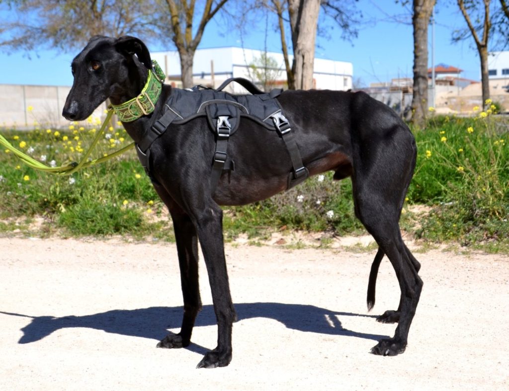 Photo de HERMES, un lévrier en attente d adoption