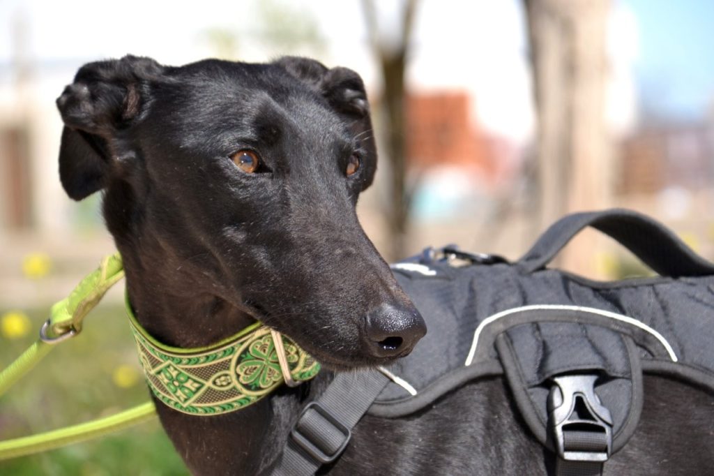Photo de HERMES, un lévrier en attente d adoption