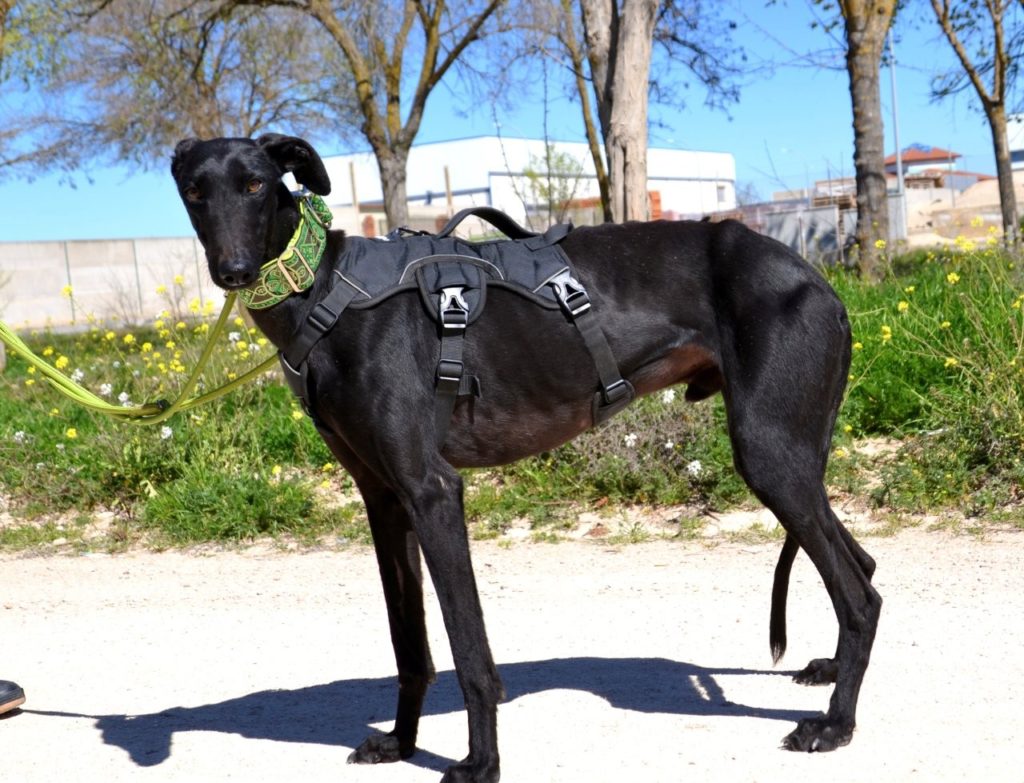 Photo de HERMES, un lévrier en attente d adoption