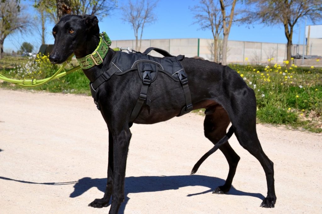 Photo de HERMES, un lévrier en attente d adoption