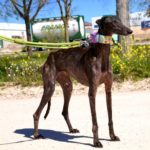 Photo de IRADE, un lévrier à adopté