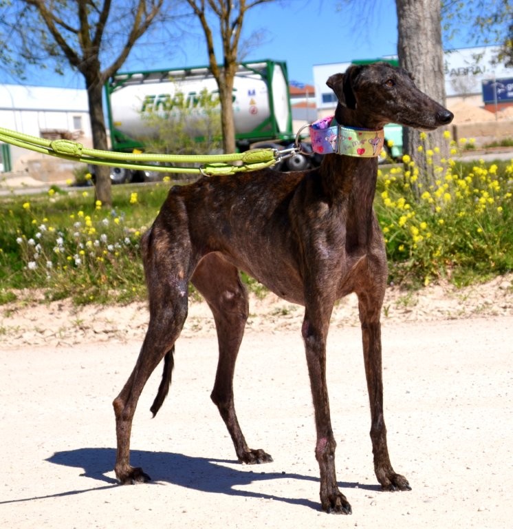 Photo de IRADE, un lévrier en attente d adoption