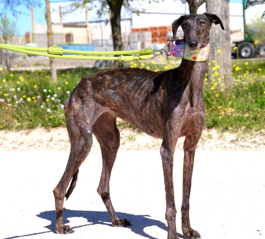 Photo de IRADE, un lévrier en attente d adoption