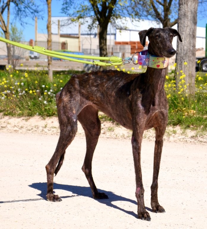 Photo de IRADE, un lévrier en attente d adoption
