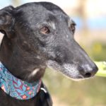 Photo de MARTA, un lévrier à adopté