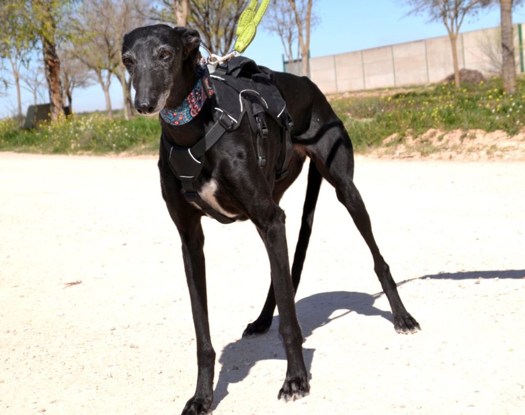 Photo de MARTA, un lévrier en attente d adoption