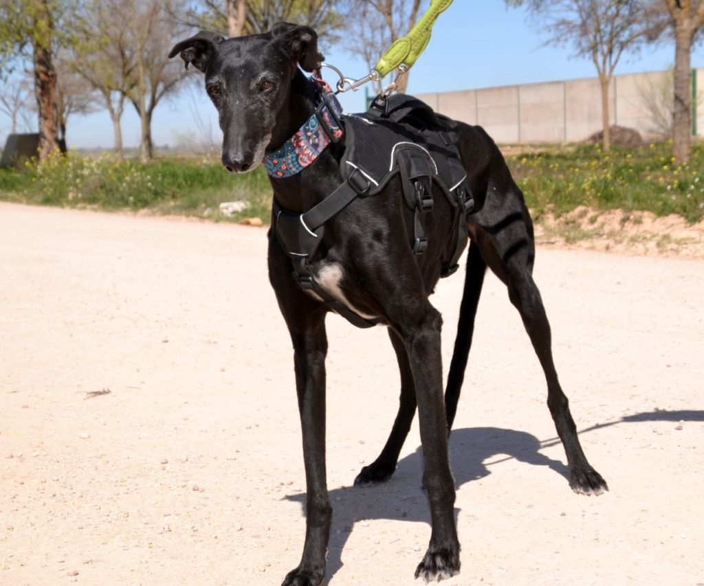 Photo de MARTA, un lévrier en attente d adoption