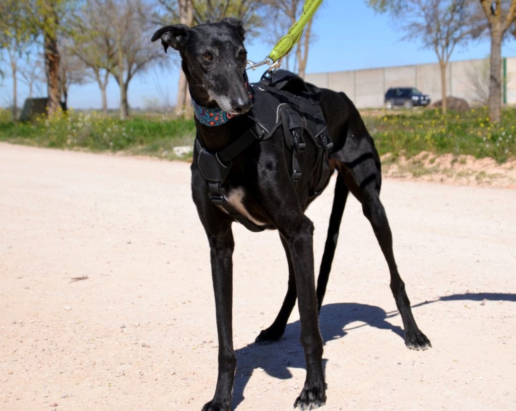 Photo de MARTA, un lévrier en attente d adoption
