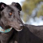 Photo de MENTOL, un lévrier à adopté