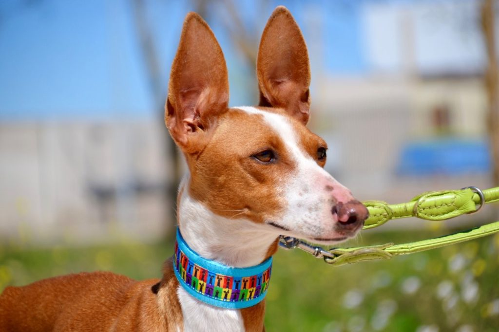 Photo de PAQUITA, un lévrier en attente d adoption