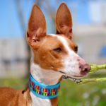 Photo de PAQUITA, un lévrier à adopté