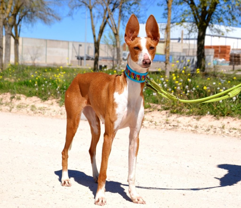 Photo de PAQUITA, un lévrier en attente d adoption