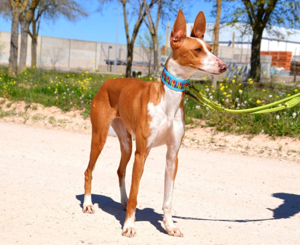 Photo de PAQUITA, un lévrier en attente d adoption