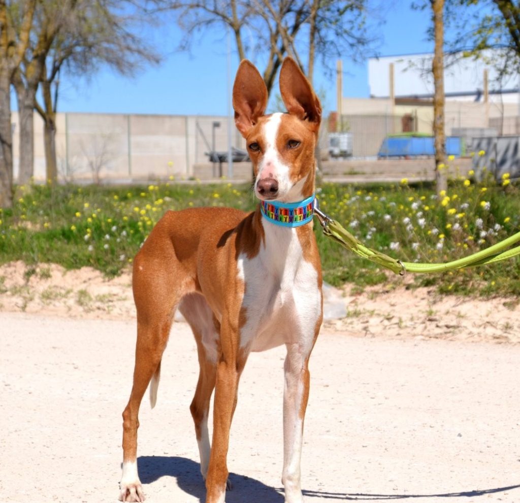 Photo de PAQUITA, un lévrier en attente d adoption
