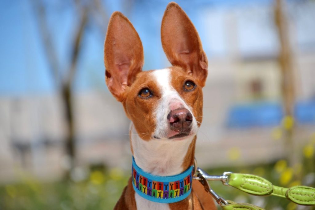 Photo de PAQUITA, un lévrier en attente d adoption