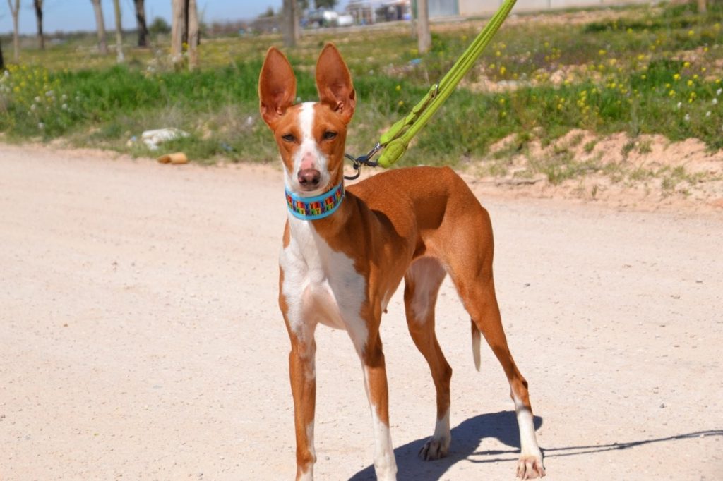 Photo de PAQUITA, un lévrier en attente d adoption
