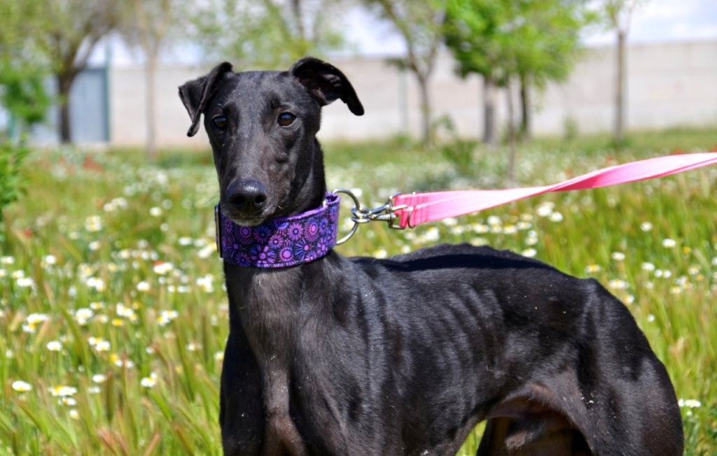 Photo de KIKO, un lévrier en attente d adoption