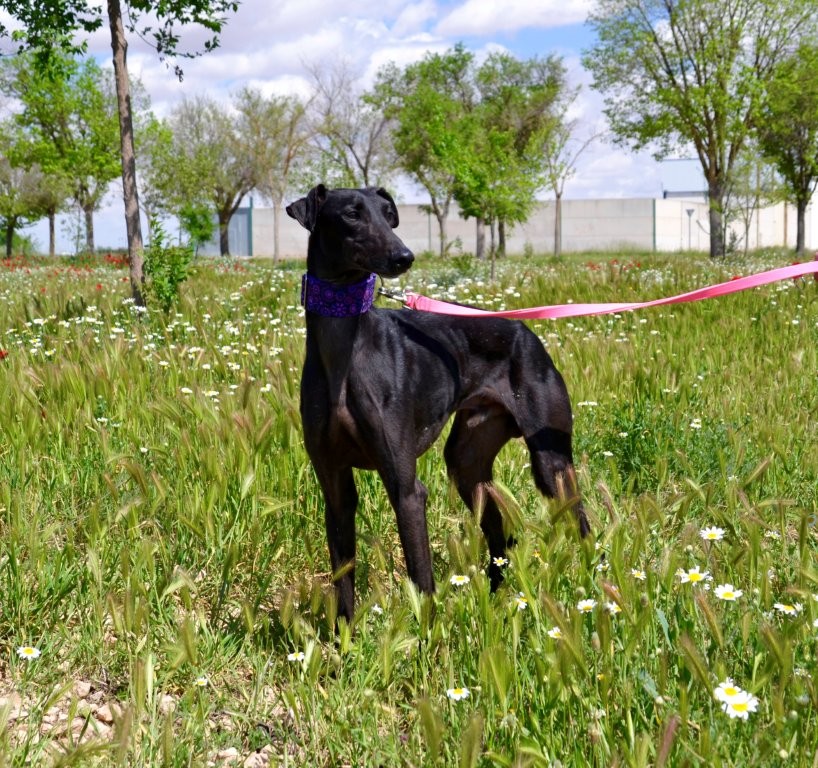 Photo de KIKO, un lévrier en attente d adoption