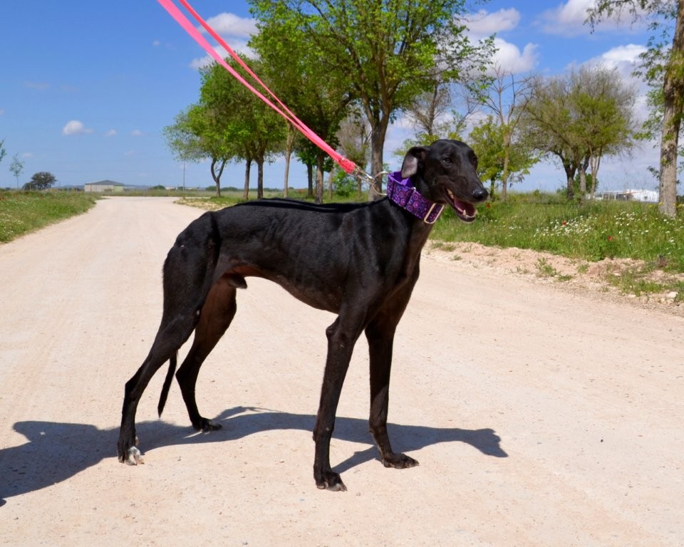 Photo de KIKO, un lévrier en attente d adoption