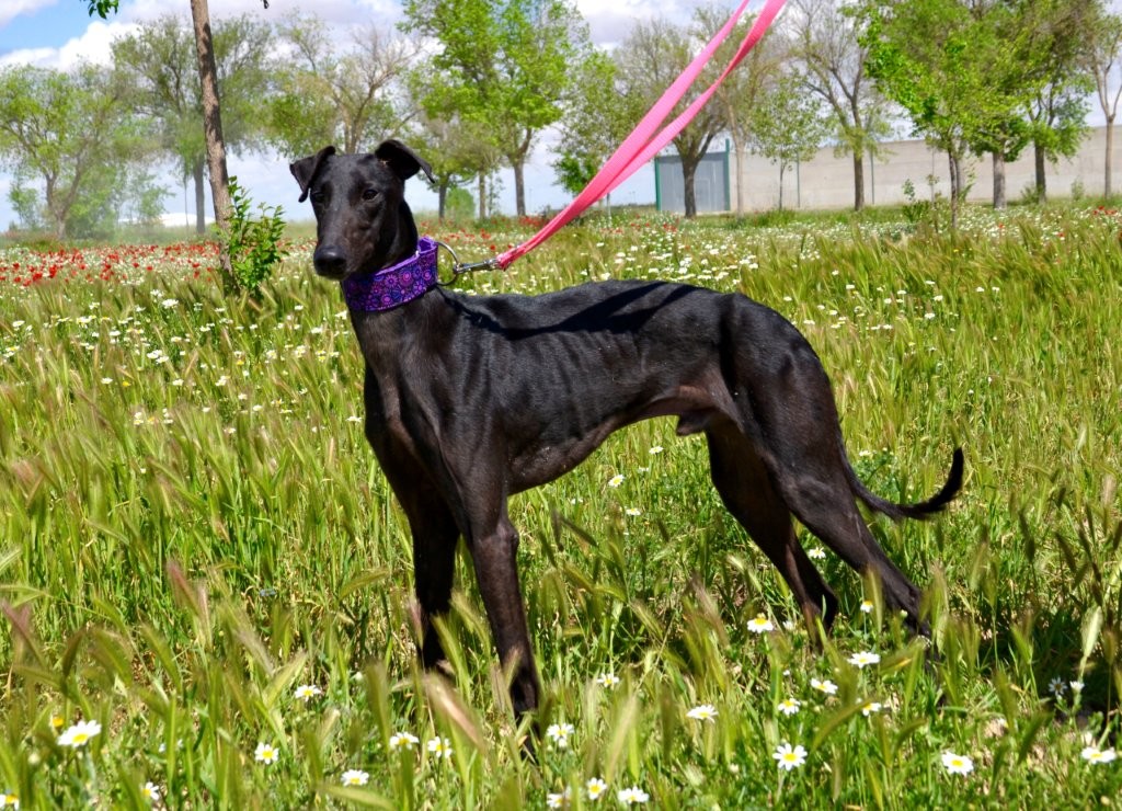 Photo de KIKO, un lévrier en attente d adoption