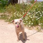 Photo de COQUITO, un lévrier à adopté