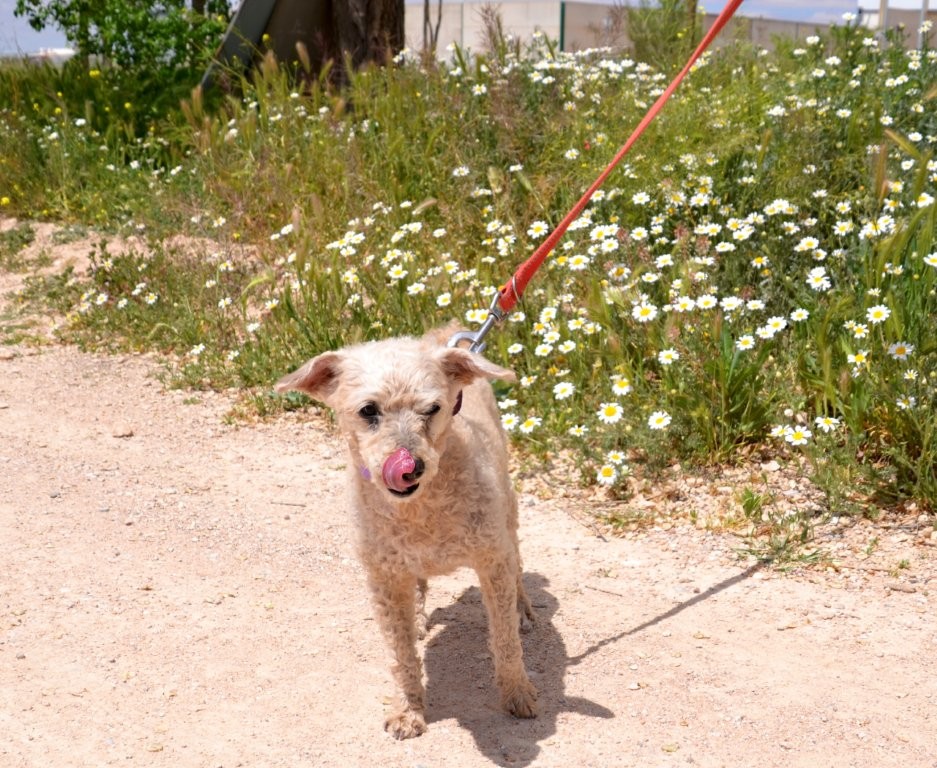 Photo de COQUITO, un lévrier en attente d adoption