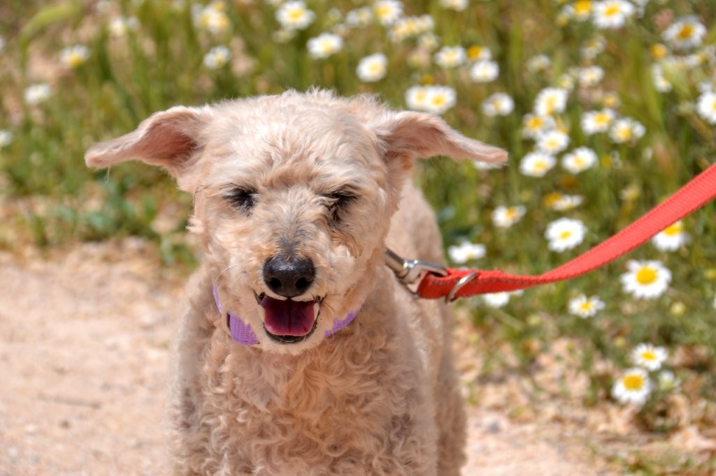 Photo de COQUITO, un lévrier en attente d adoption