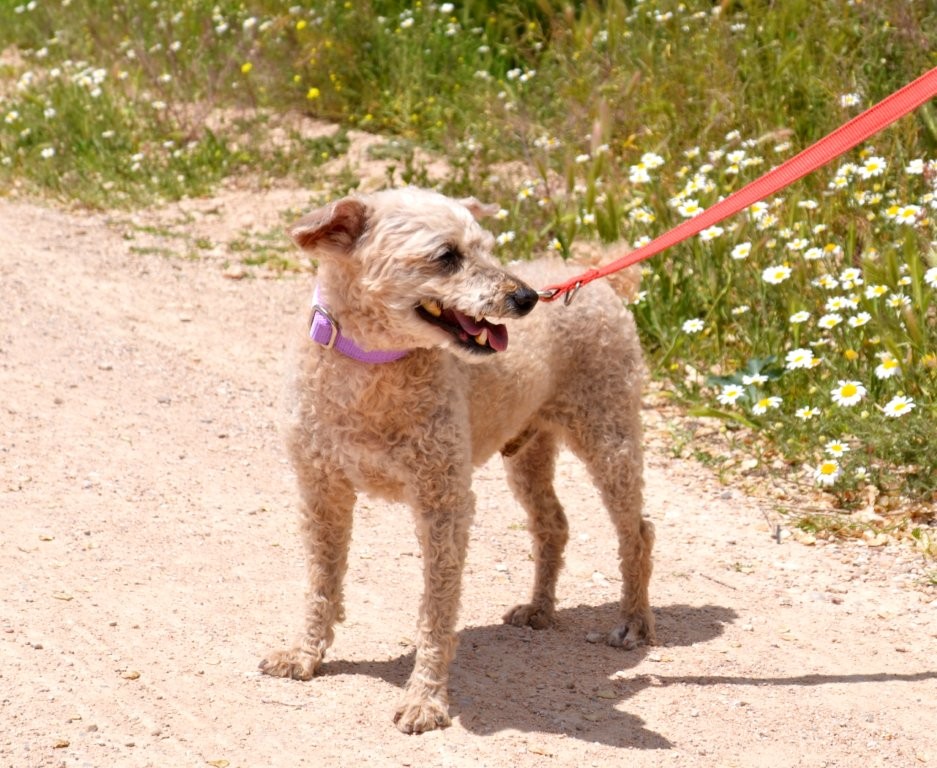 Photo de COQUITO, un lévrier en attente d adoption