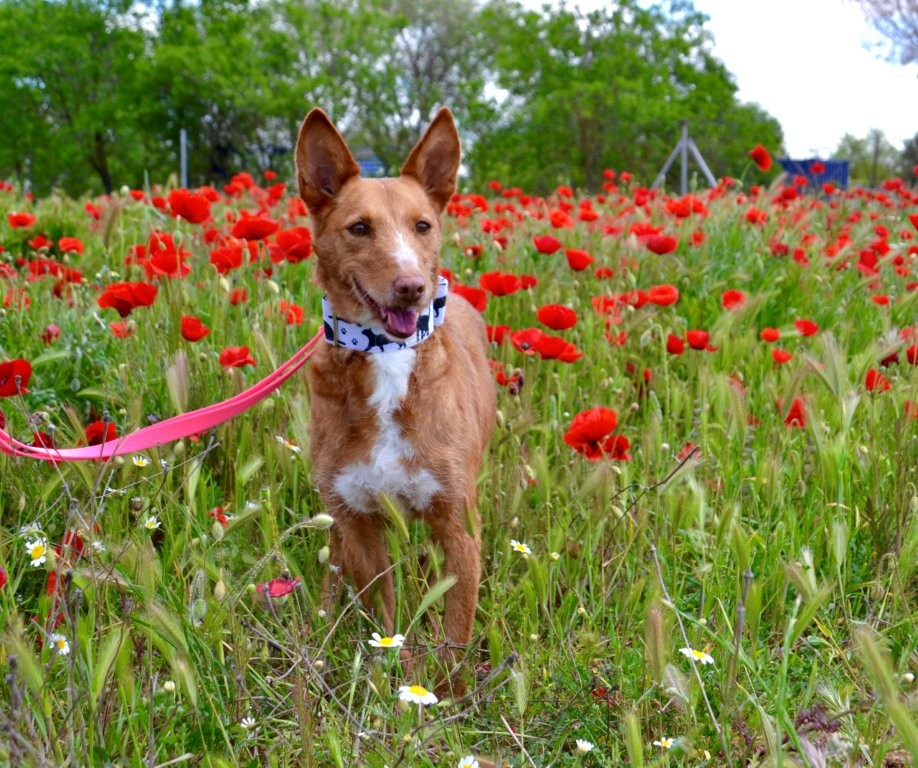 Photo de LALI, un lévrier en attente d adoption