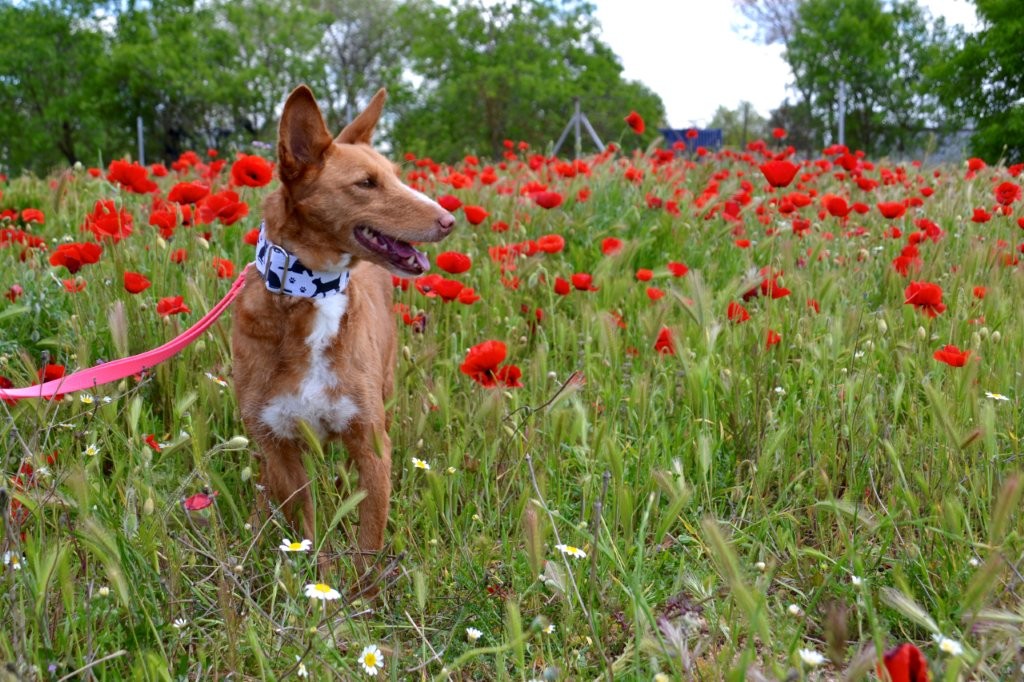 Photo de LALI, un lévrier en attente d adoption