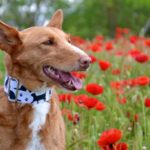 Photo de LALI, un lévrier à adopté