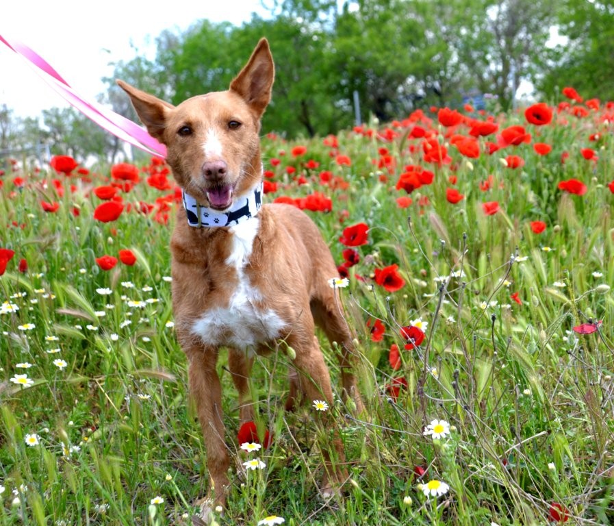 Photo de LALI, un lévrier en attente d adoption