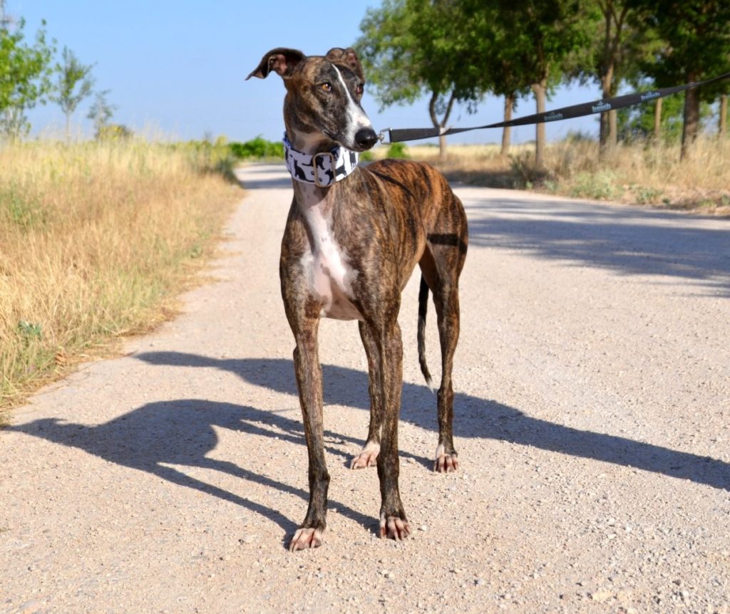 Photo de MIMI, un lévrier en attente d adoption