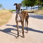 Photo de MIMI, un lévrier à adopté