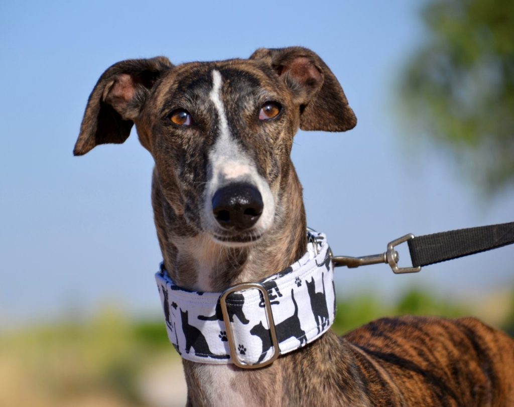Photo de MIMI, un lévrier en attente d adoption