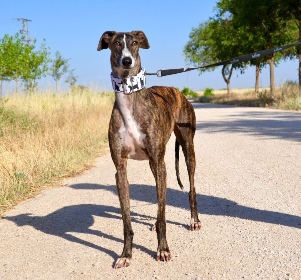 Photo de MIMI, un lévrier en attente d adoption