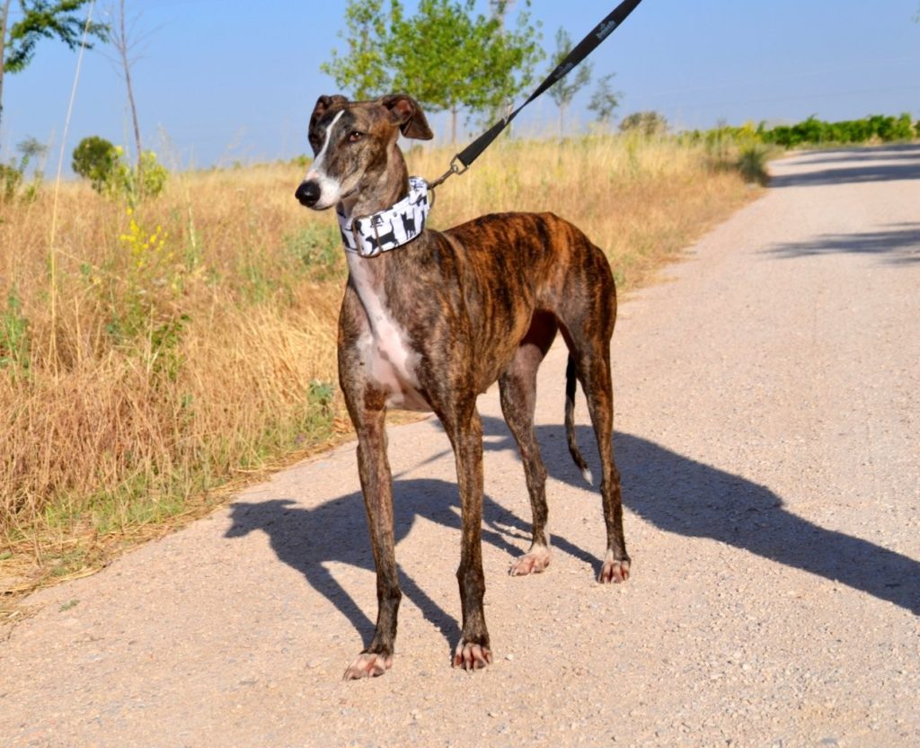 Photo de MIMI, un lévrier en attente d adoption