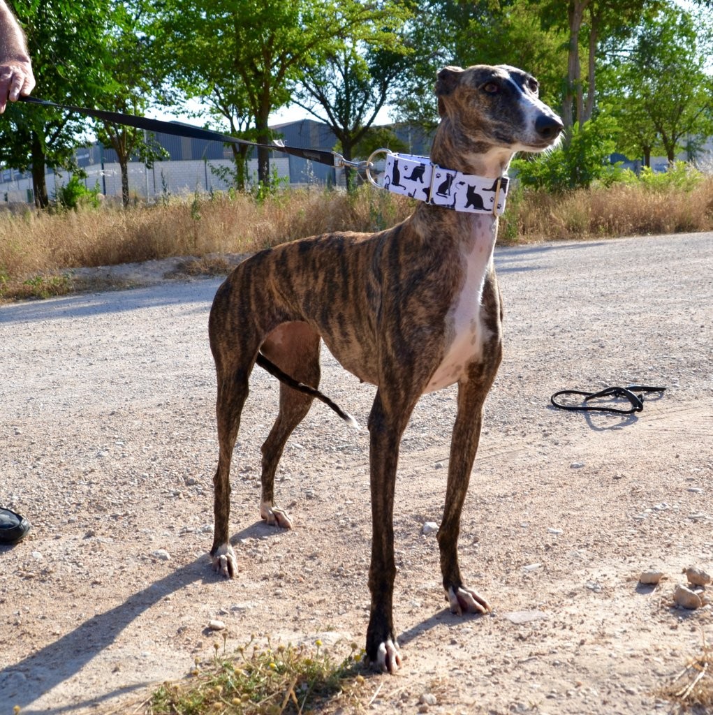 Photo de MIMI, un lévrier en attente d adoption
