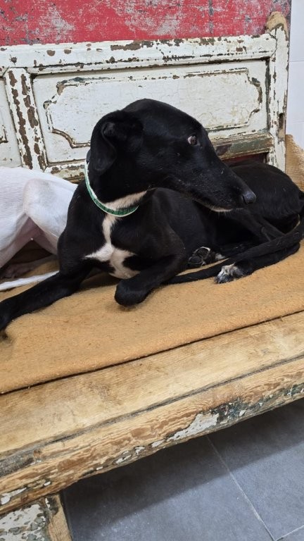 Photo de VICTORIA, un lévrier en attente d adoption