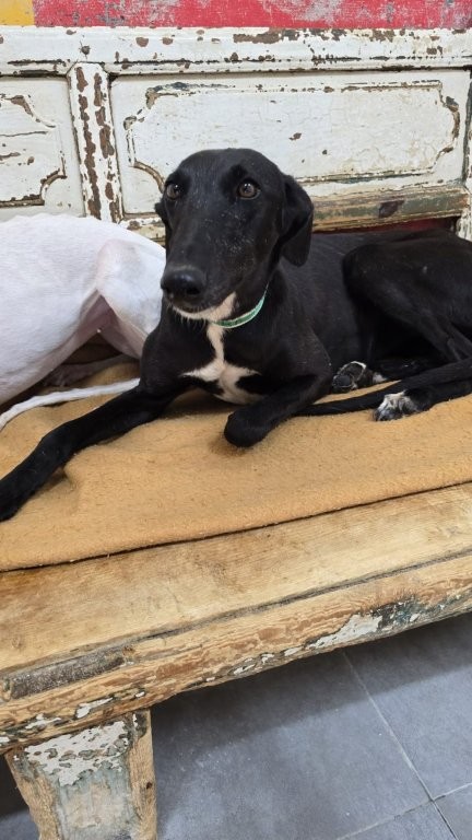 Photo de VICTORIA, un lévrier en attente d adoption