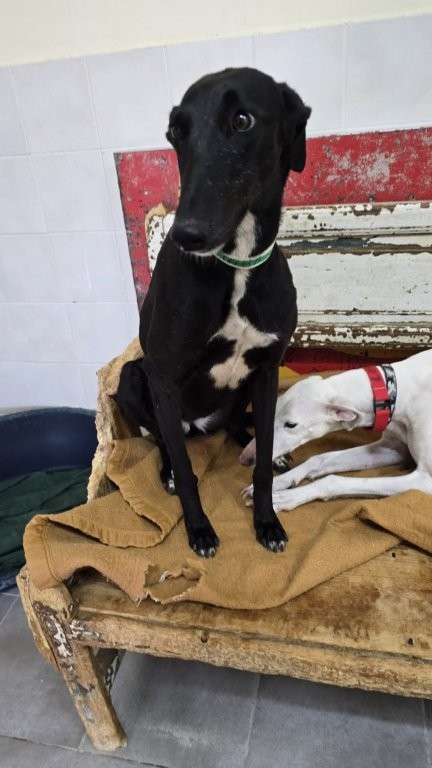 Photo de VICTORIA, un lévrier en attente d adoption