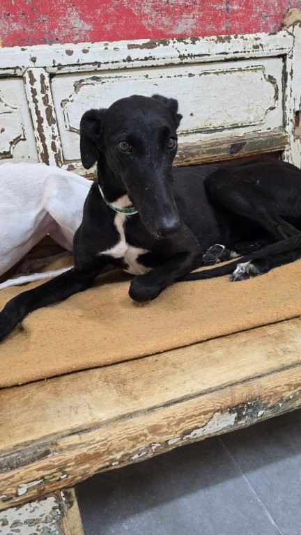 Photo de VICTORIA, un lévrier en attente d adoption