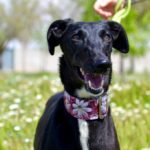 Photo de VICTORIA, un lévrier à adopté