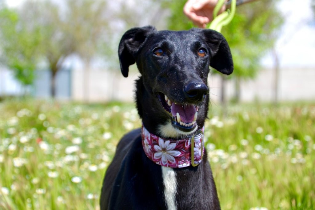 Photo de VICTORIA, un lévrier en attente d adoption
