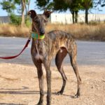 Photo de ANGEL, un lévrier à adopté