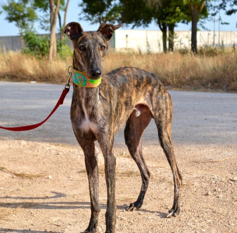 Photo de ANGEL, un lévrier en attente d adoption