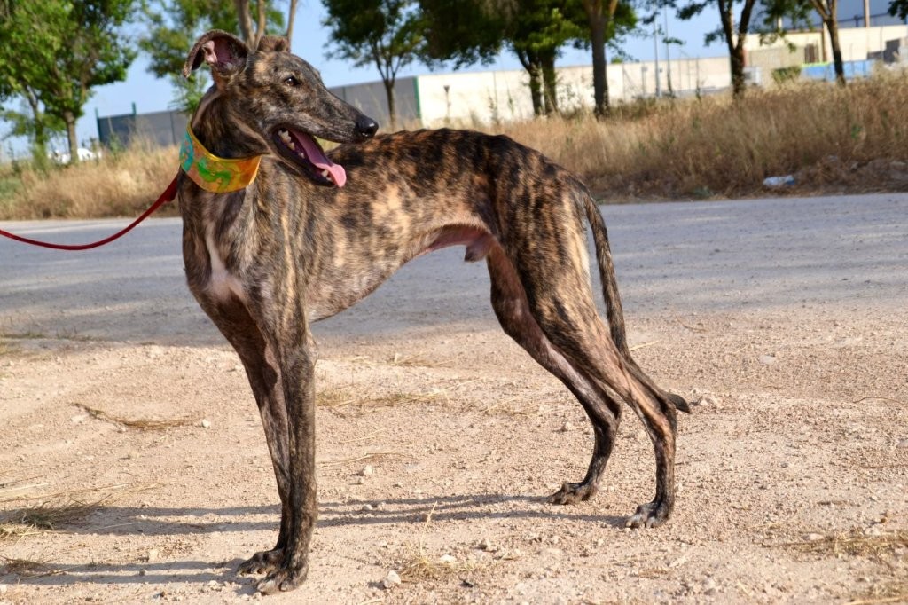Photo de ANGEL, un lévrier en attente d adoption