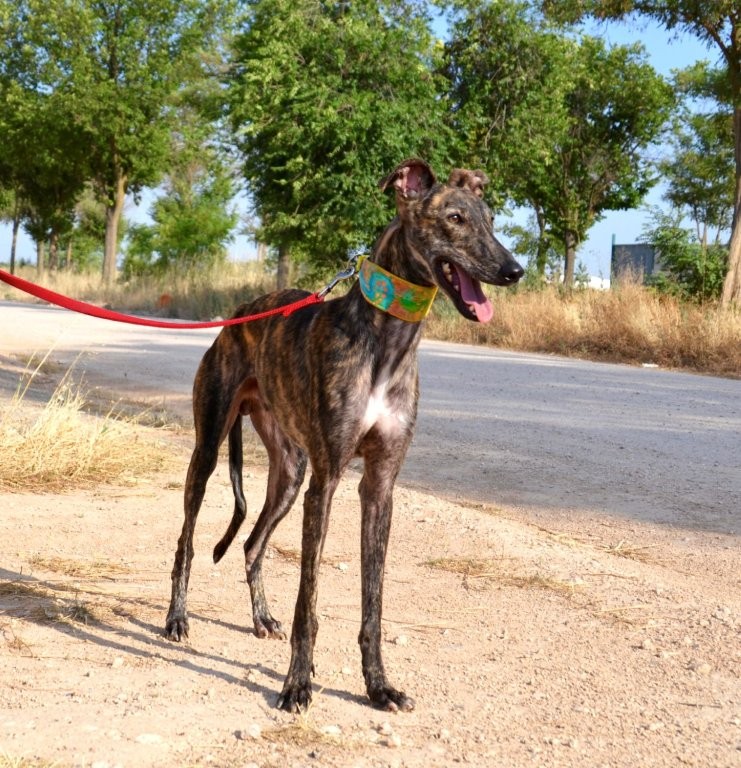 Photo de ANGEL, un lévrier en attente d adoption